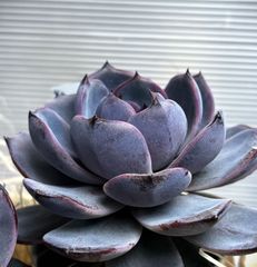 リンゼアナ(大) No1 抜き苗約10cm(第4種郵便・速達300円） - メルカリ