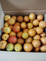 「こきゃ様専用」　奄美在来カンキツ類とバナナ