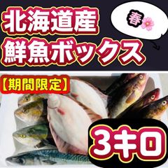 🚨【3,4月限定‼️】北海道産　３キロ鮮魚ボックス（春）🌸　※3月発送🚨殻付きホタテ、冷凍ホタテ貝柱&活〆ニシン販売中‼️ 産地直送　海鮮　鮮魚　魚介類　鮭とば　いくら醤油漬け　生ウニ　数の子　ホタテ　帆立貝柱　干し貝柱　ブリ