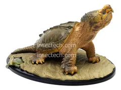 2026年最新】動物の惑星 ワニガメの人気アイテム - メルカリ