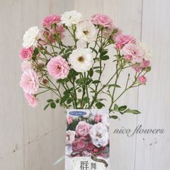 バラ苗 入手困難 希少 切り花 大輪 多花性 四季咲き レアバラ 大苗 鉢