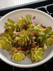 マジックジャムゴールド　８カット