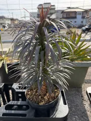 2026年最新】ユッカ デスメティアーナの人気アイテム - メルカリ