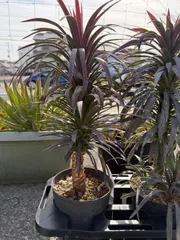 2026年最新】デスメティアーナ ユッカの人気アイテム - メルカリ