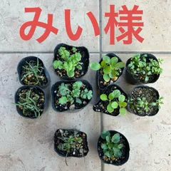 みい様専用 ポット苗10個