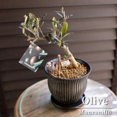 幹太】パンダガジュマル 7号 陶器鉢 ピック付 観葉植物 ガジュマルの木