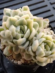 チャンウェイ錦