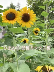 2026年最新】たくさん咲くひまわりの人気アイテム - メルカリ