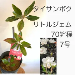 2026年最新】リトルジェムの人気アイテム - メルカリ