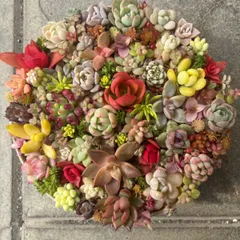 多肉植物　チビ苗寄植えセット C