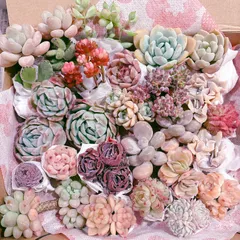 大きめ多肉植物寄せ植えセット