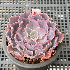 新入荷｜送料込】エケベリア 韓国苗 キャラメルスプライト群生 多肉