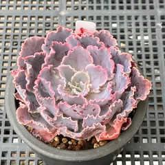 【新入荷｜送料込】エケベリア　韓国苗　シャビアナトリュフ　多肉植物｜ポコ多肉　p_3762