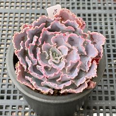 新入荷｜送料込】エケベリア 韓国苗 超大苗 パープルスプリング