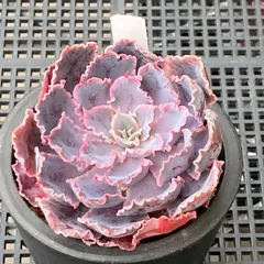 【新入荷｜送料込】エケベリア　韓国苗　シャビアナトリュフ　多肉植物｜ポコ多肉　p_3765