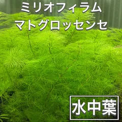ミリオフィラムマトグロッセンセ　5本のサムネイル