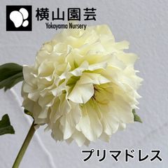 横山園芸】クリスマスローズ 開花株 4.5号ラベル苗［個体番号#225