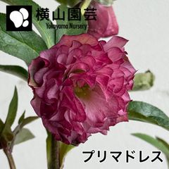 横山園芸】クリスマスローズ 開花株 4.5号ラベル苗［個体番号#225