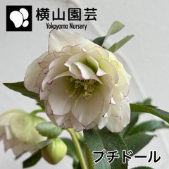 横山園芸】クリスマスローズ 開花株 4.5号ラベル苗［個体番号#225