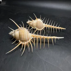 K0155 ホネガイ 貝殻 骨貝 145mm 160mm 2個セット まとめ売り