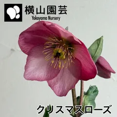 2026年最新】横山園芸 クリスマスローズの人気アイテム - メルカリ