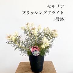 ピメレア フィソディス ウエディングベル 4号鉢③オージープランツ