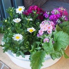 2026年最新】ノースポール苗の人気アイテム - メルカリ