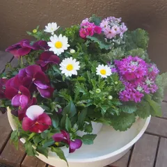 2026年最新】ノースポール苗の人気アイテム - メルカリ