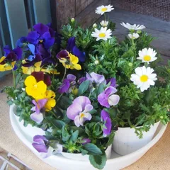 2026年最新】ノースポール苗の人気アイテム - メルカリ