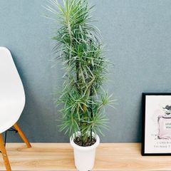 現品］【希少】S フィカス グランディス 曲がり 8号 観葉植物 室内