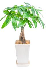 Item thumbnail for item 50bec7fc-3282-43f6-b385-3a6a8fc7ce1b