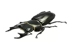 【中古】食玩 トレーディングフィギュア 3.オオクワガタ 「昆虫ハンター」