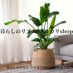 IKEA ✨人工観葉植物 カラテア 鉢・編みカゴ付き 105cm - メルカリ