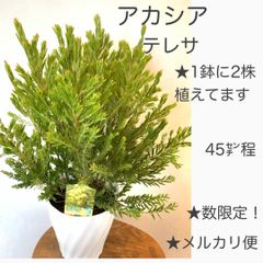 サンカクバアカシア 三角葉アカシア テラコッタ鉢植え 苗ミモザ