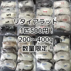 2026年最新】冷凍ラットの人気アイテム - メルカリ