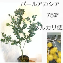 ②パールアカシア　苗・苗木　★75㌢程　★ドライフラワーに向いてます！　★