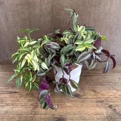 トラディスカンティア　ミックス① 現品 プラバチ トラディスカンティア 植え込み  ゼブリナ  Tradescantia トラディスカンチア トラデスカンチア 観葉植物 観葉 植物   インテリア プレゼント おしゃれ かわいい おすすめ グリーン