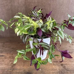 トラディスカンティア　ミックス ④ 現品 プラバチ トラディスカンティア 植え込み  ゼブリナ  Tradescantia トラディスカンチア トラデスカンチア 観葉植物 観葉 植物   インテリア プレゼント おしゃれ かわいい おすすめ グリーン