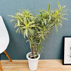 2026年最新】斑入りドラセナの人気アイテム - メルカリ