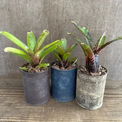 2026年最新】珍しいタンクブロメリアの人気アイテム - メルカリ