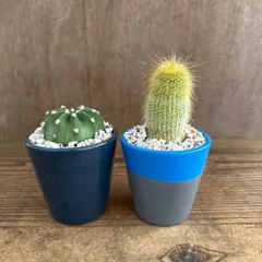 【リメイク鉢】　サボテン（刺無短毛丸・不明種） 2個セット 現品 観葉植物 観葉 植物 多肉植物 多肉 カクタス サボテン さぼてん インテリア プレゼント グリーン プレゼント