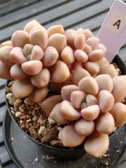 ポラリハート　A