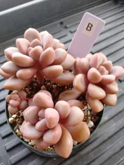 ポラリハート　B