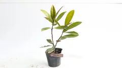 2026年最新】リトルジェムの人気アイテム - メルカリ