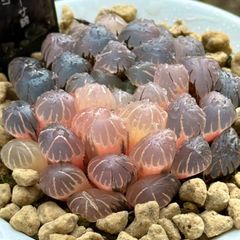 オブツーサ錦＊サトウ錦＊古い品種 - メルカリ