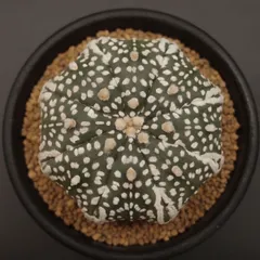 2026年最新】スーパー兜の人気アイテム - メルカリ