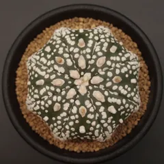 2026年最新】アストロフィツム スーパー兜の人気アイテム - メルカリ