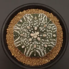 2026年最新】アストロフィツム スーパー兜の人気アイテム - メルカリ