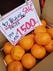 高知産 約5Kg 高糖度 温室山北みかん 3S 秀品 北海道沖縄発送不可