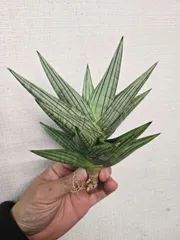 2026年最新】サンセベリア 希少の人気アイテム - メルカリ